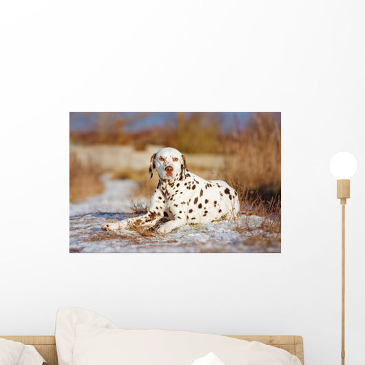 Dalmatian Dog Outdoors Winter Wall Decal