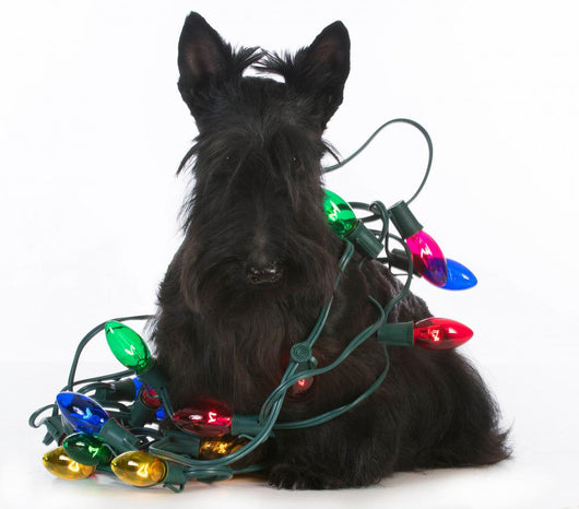 Christmas Dog Wall Decal