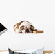 bulldog smart dog Wall Decal