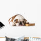 bulldog smart dog Wall Decal