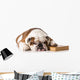 bulldog smart dog Wall Decal