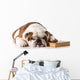bulldog smart dog Wall Decal