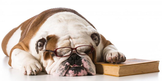 bulldog smart dog Wall Decal