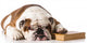 bulldog smart dog Wall Decal