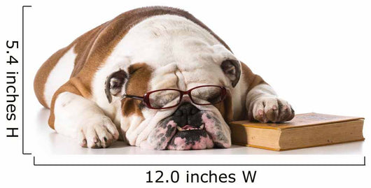 bulldog smart dog Wall Decal