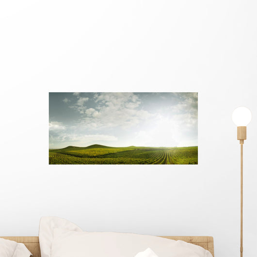 grape rows Wall Decal