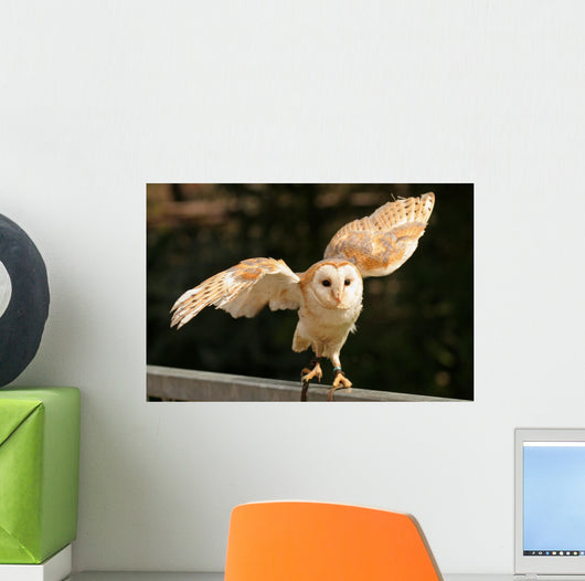 Barn Owl 2 Wall Decal
