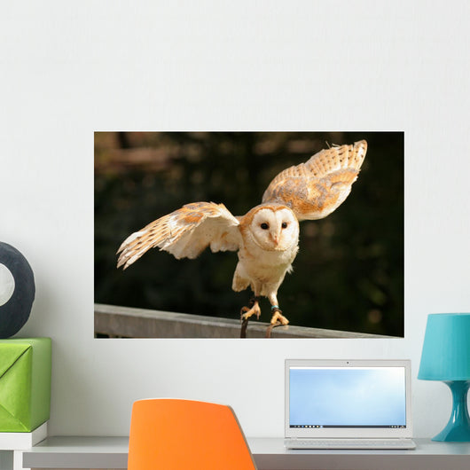 Barn Owl 2 Wall Decal