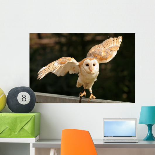 Barn Owl 2 Wall Decal