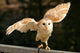 Barn Owl 2 Wall Decal