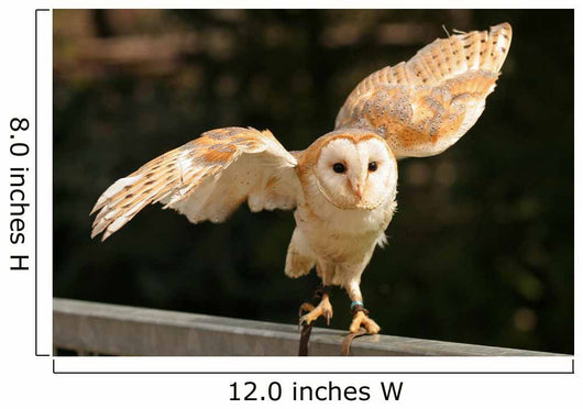 Barn Owl 2 Wall Decal