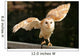 Barn Owl 2 Wall Decal
