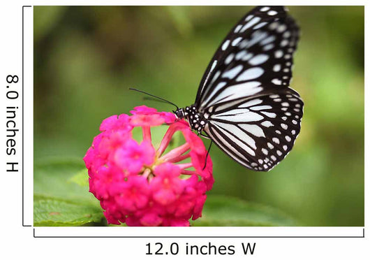 butterfly on the Island of Bohol Wall Decal