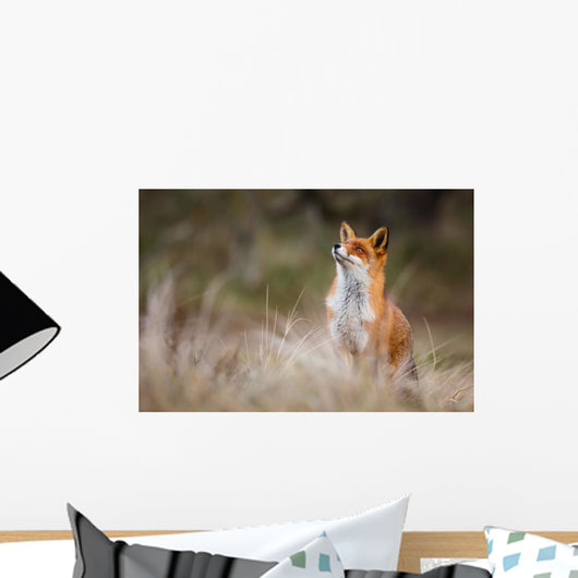 red fox Wall Decal