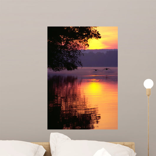 Canada Geese Landing on Lake at Sunrise Wall Decal