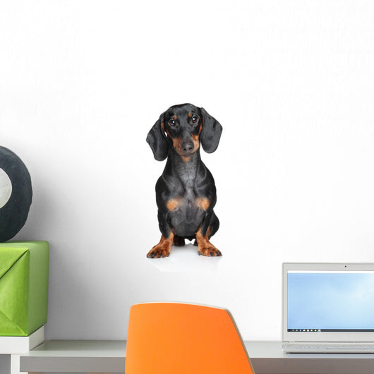 Miniature Dachshund Wall Decal