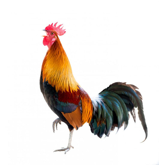 Rooster
