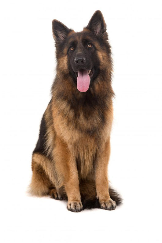 Sitting German Shepherd Dog Wall Decal