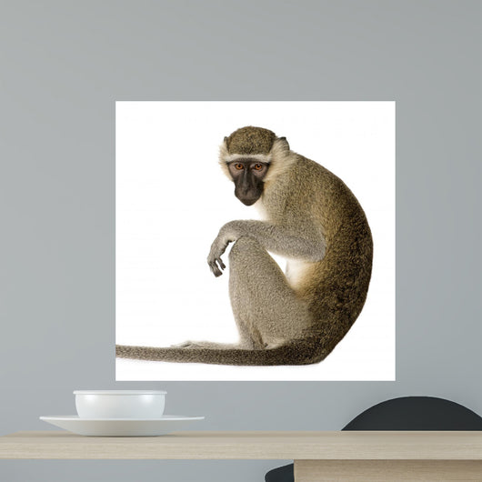 Vervet Monkey Chlorocebus Pygerythrus Wall Decal