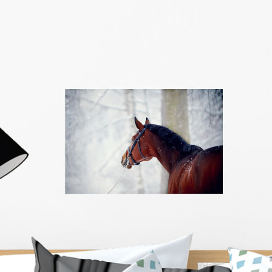 Portrait of a sports horse in the winter. Wall Decal