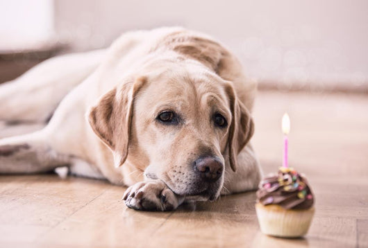 Birthday Labrador Retriever Wall Decal