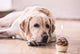 Birthday Labrador Retriever Wall Decal