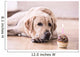 Birthday Labrador Retriever Wall Decal