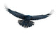 Raven in flight on white Wall Decal