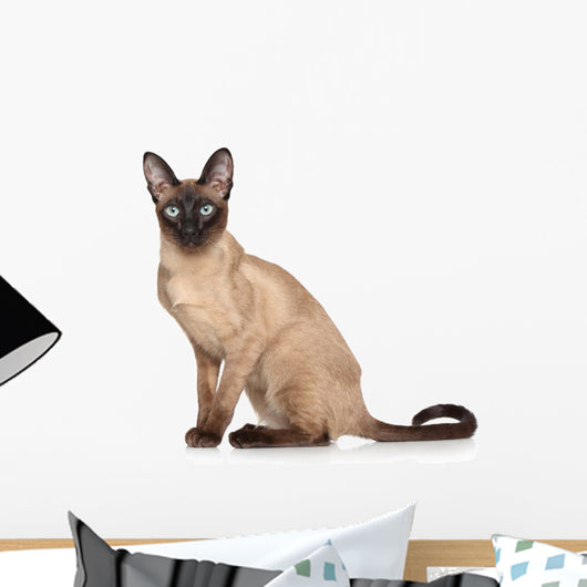 Siamese Oriental Cat Wall Decal
