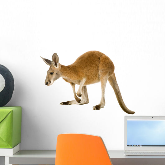 Young red kangaroo (9 months) - Macropus rufus Wall Decal