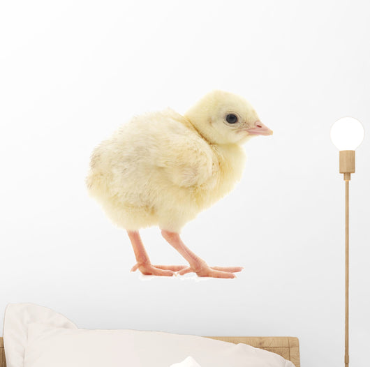 Baby Chick Chicken Wall Decal