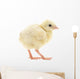 Baby Chick Chicken Wall Decal