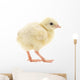 Baby Chick Chicken Wall Decal