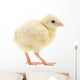 Baby Chick Chicken Wall Decal