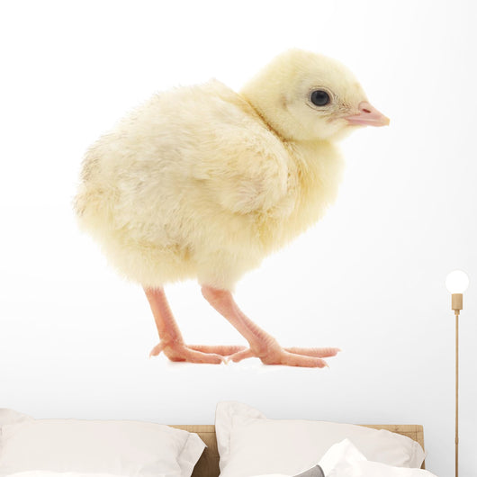 Baby Chick Chicken Wall Decal