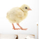 Baby Chick Chicken Wall Decal