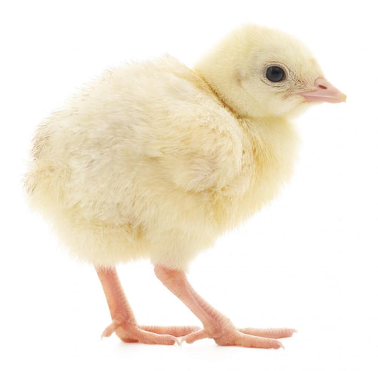 Baby Chick Chicken Wall Decal