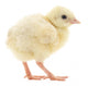 Baby Chick Chicken Wall Decal