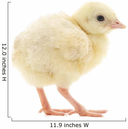 Baby Chick Chicken Wall Decal