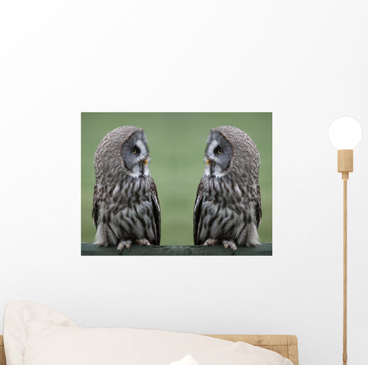 Great grey gray owls Wall Decal