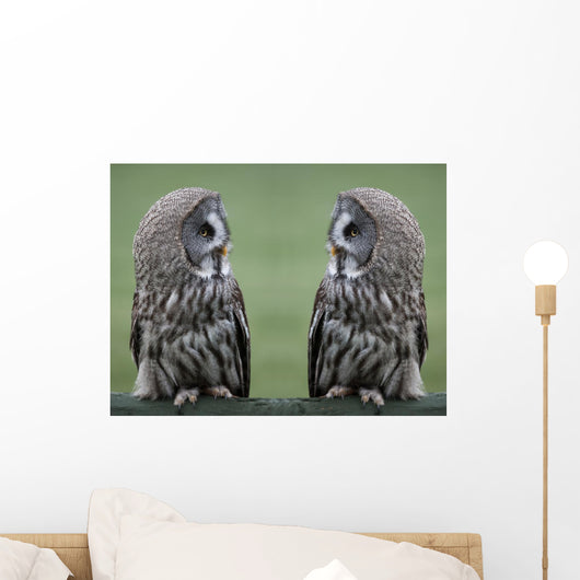 Great grey gray owls Wall Decal