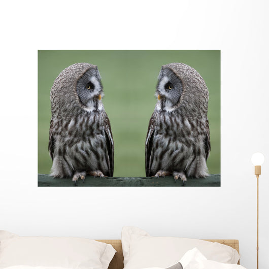 Great grey gray owls Wall Decal