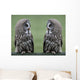 Great grey gray owls Wall Decal