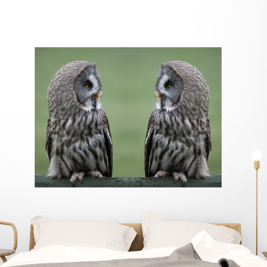 Great grey gray owls Wall Decal