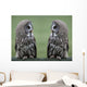 Great grey gray owls Wall Decal