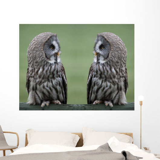Great grey gray owls Wall Decal