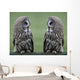 Great grey gray owls Wall Decal
