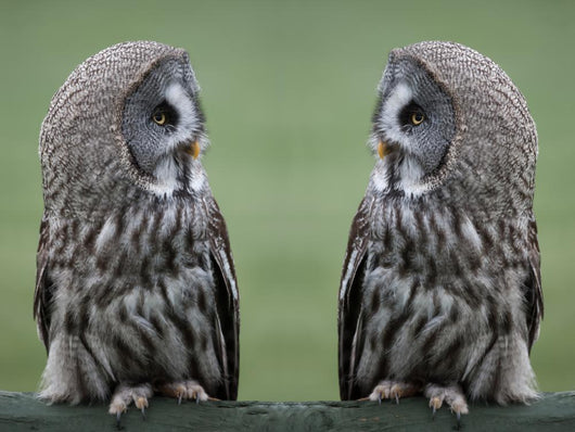 Great grey gray owls Wall Decal