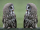 Great grey gray owls Wall Decal