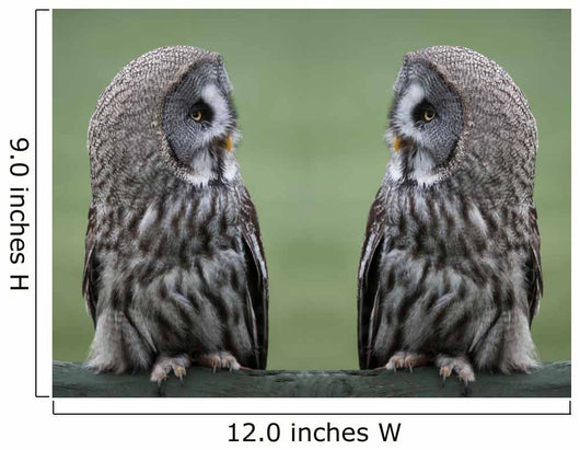 Great grey gray owls Wall Decal